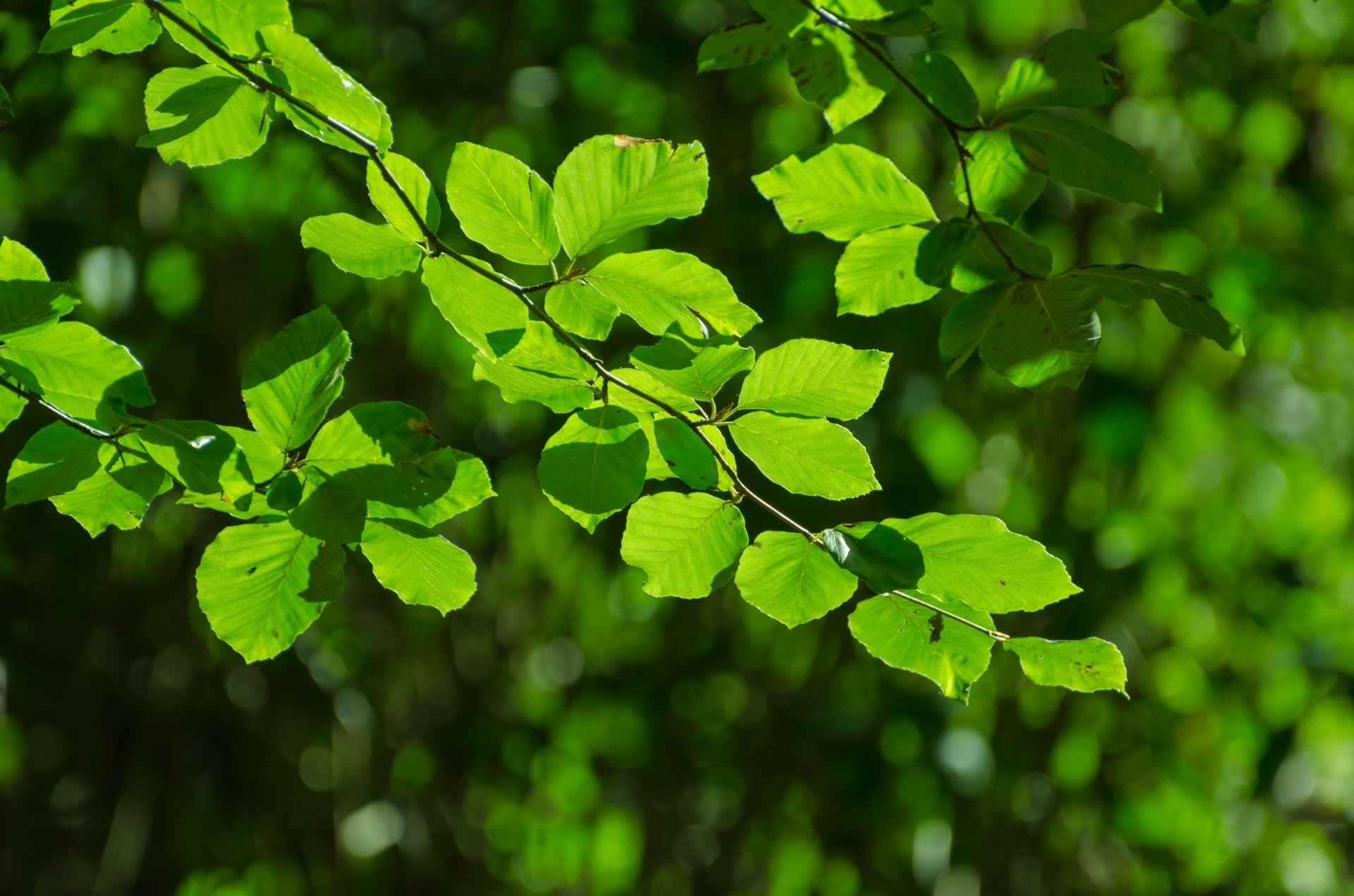 Tree left. Листопадные кустарники с салатовыми листьями. Листва деревьев. Листья деревьев. Ветка лиственного дерева.