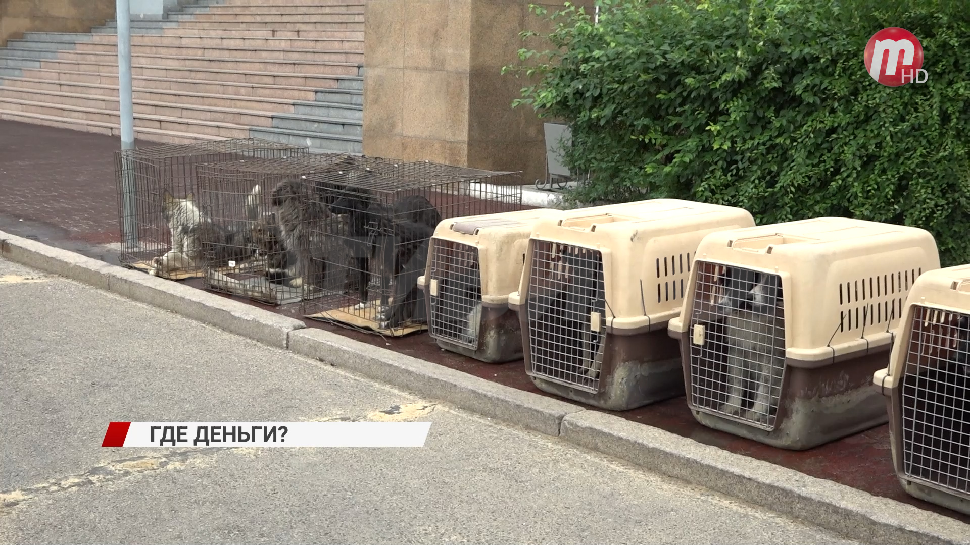 В Улан-Удэ отловщики выставили клетки с собаками на площади Советов