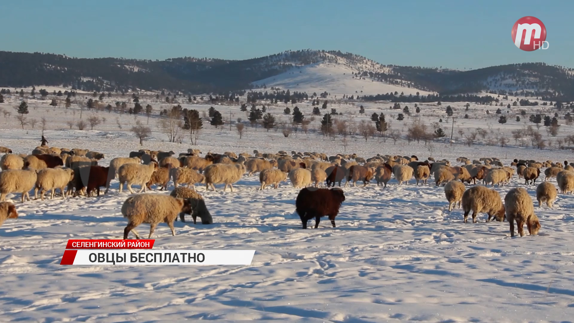 В Бурятии семьям участников СВО бесплатно раздали овец