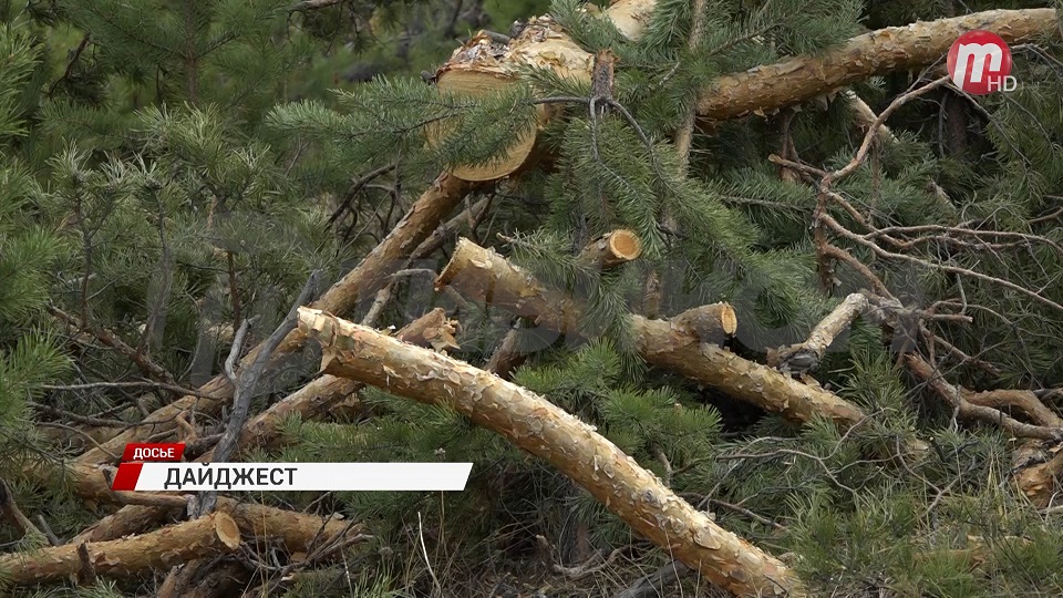 Украли лес на 10 млн. рублей