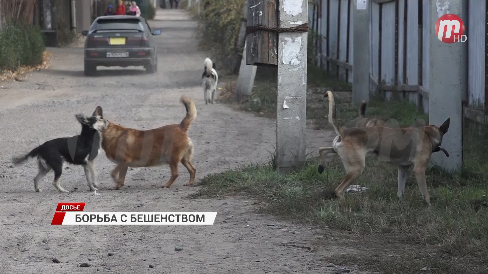 В Бурятии ситуация с бешенством животных остается напряженной