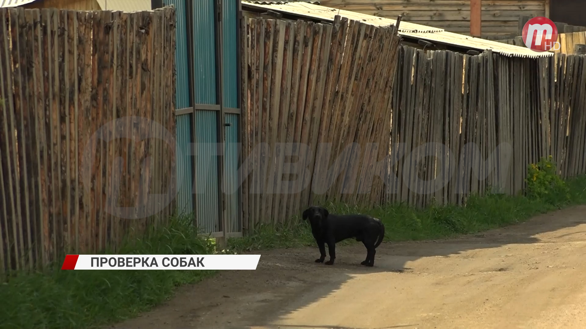 Бродячие собаки устроили ночной переполох на улице Ракитная