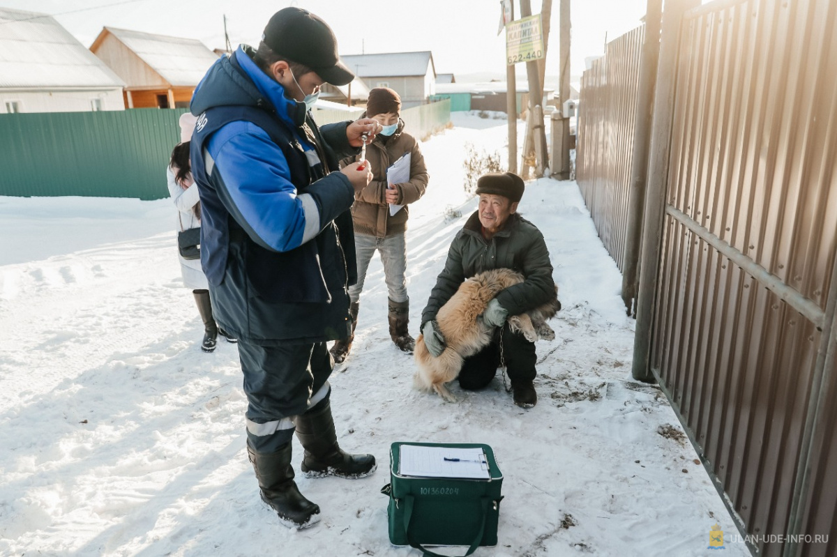 В микрорайонах  Восточный и Загорск  отловлено 17 собак