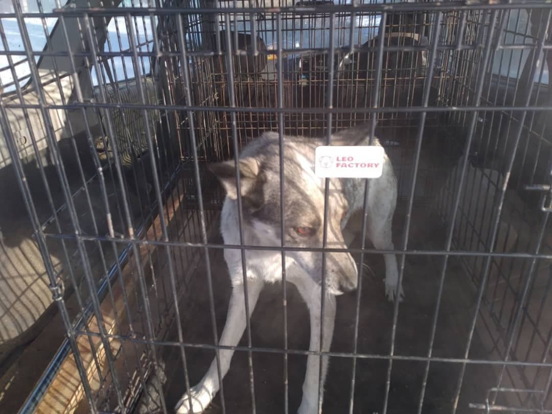 В Улан-Удэ начат отлов агрессивных «биркованных» собак