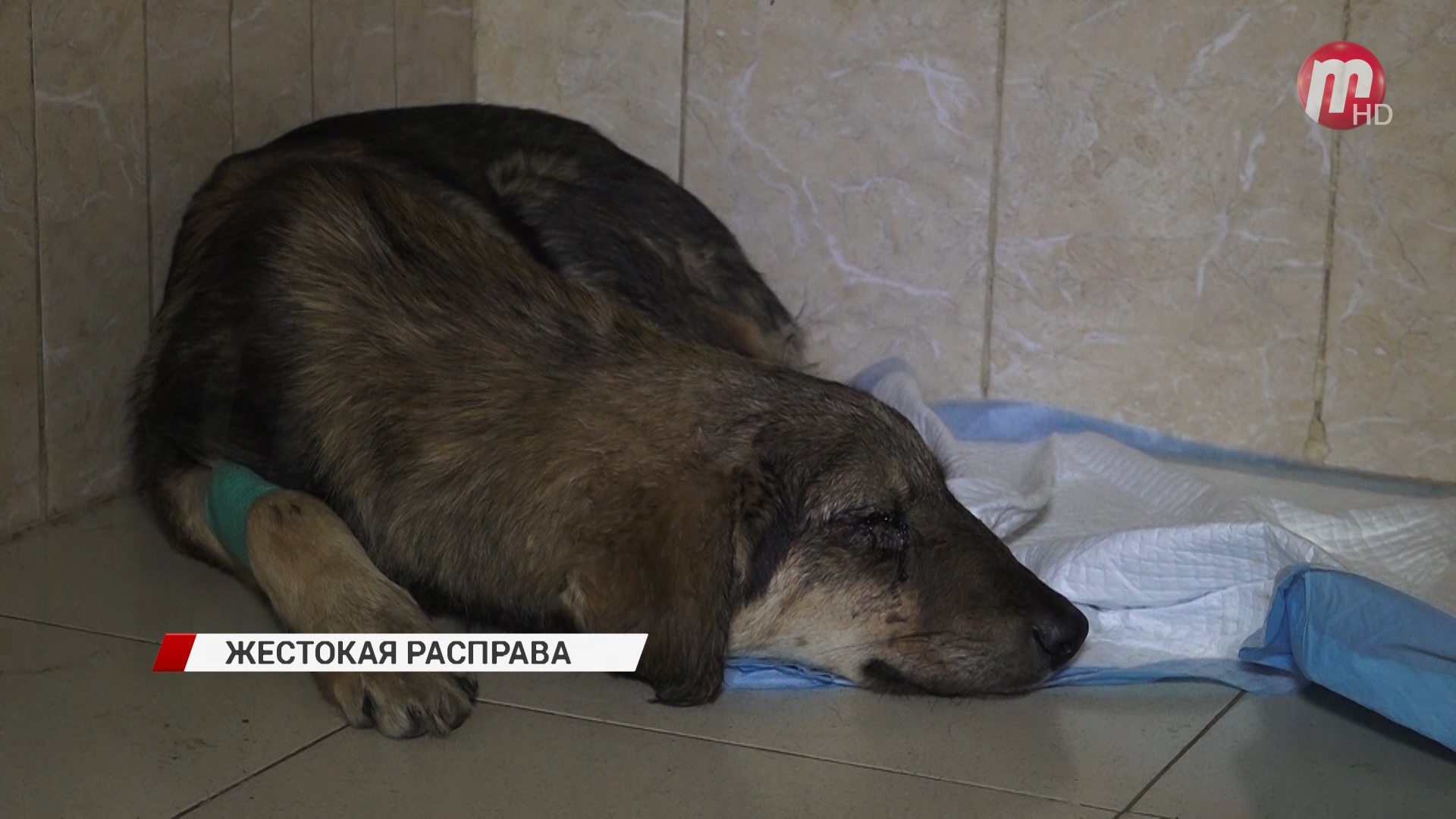 В Улан-Удэ неизвестные жестоко избили бездомную собаку