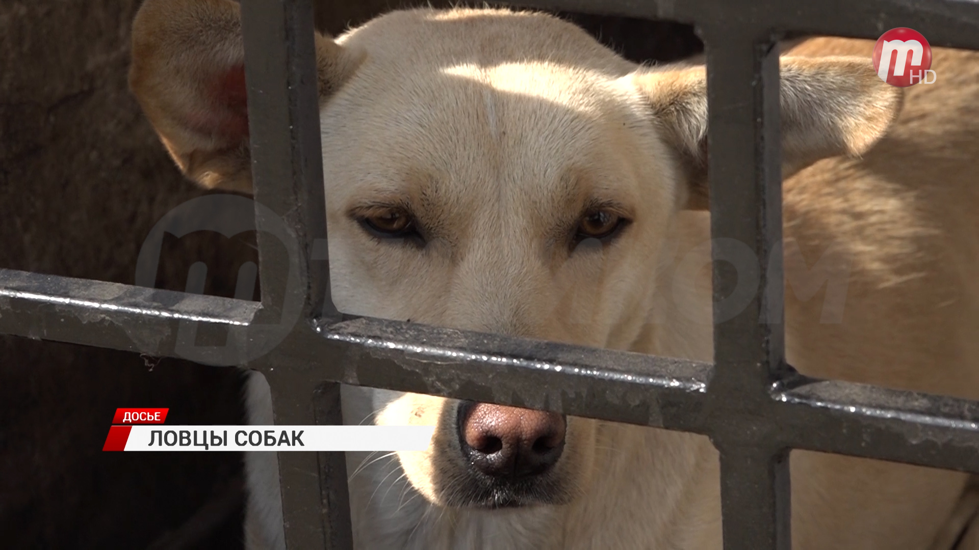 Фирма "Лайт Групп" будет заниматься гуманным отловом бездомных животных в Улан-Удэ
