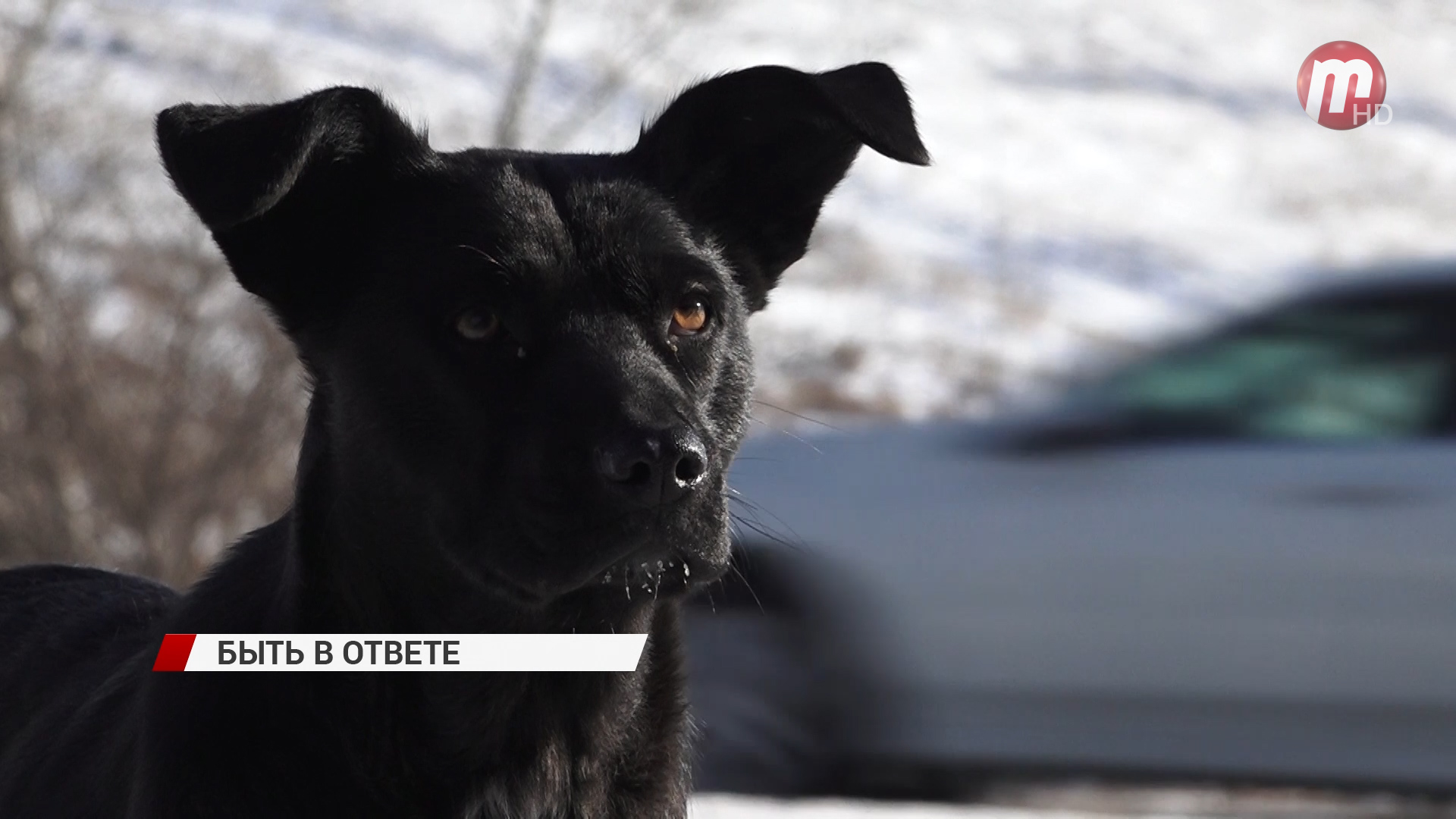 Штраф за нарушение выгула домашних животных увеличился до 5 тысяч рублей